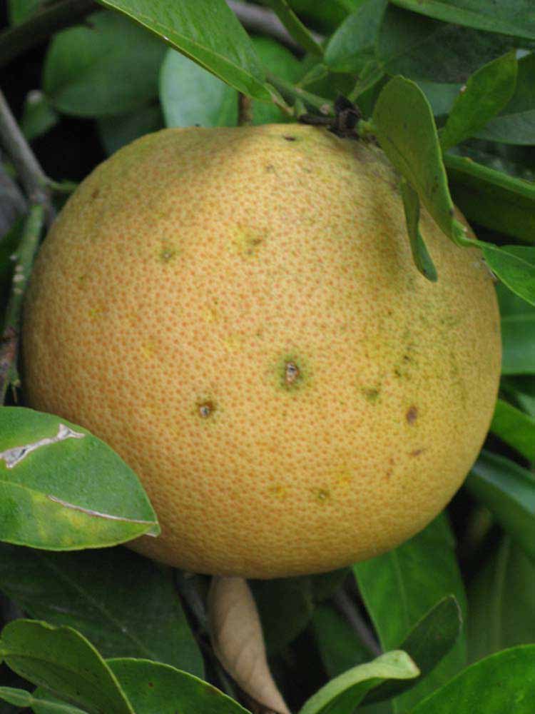            Fruit (Riverside, CA)   